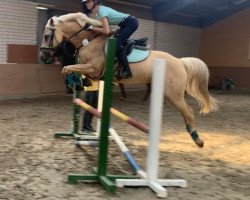Springpferd Golden Heartbreaker (Deutsches Sportpferd, 2008, von Garfield)