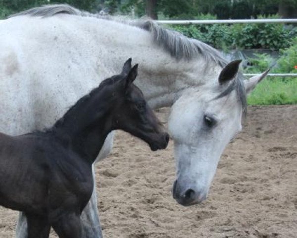 horse Chaccodento (Hanoverian, 2019, from Chaccato)