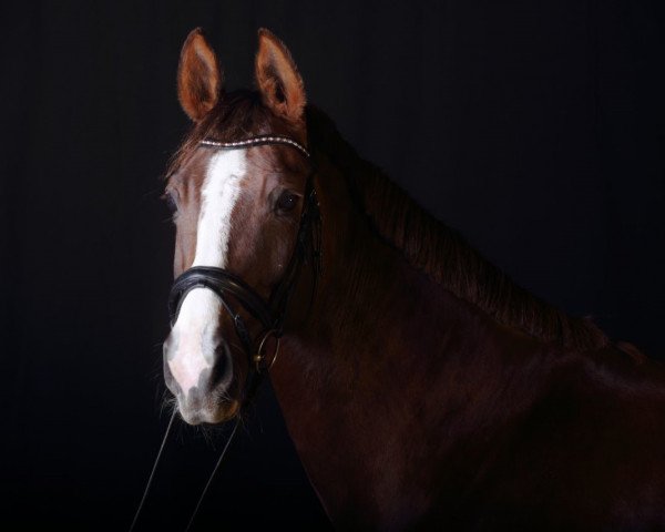 horse Sunny goes to Hollywood (Oldenburg, 2006, from Samarant)