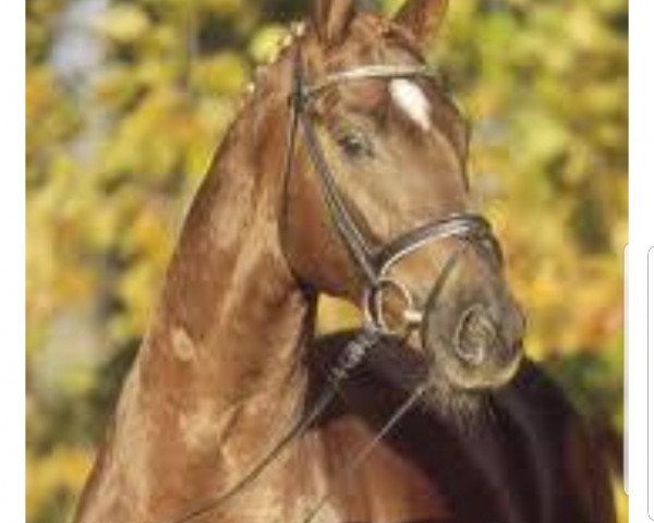 horse Laureano (unknown, 2004, from Lauries Crusador xx) horse Laureano (unknown, 2004, from Lauries Crusador xx)