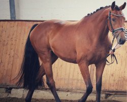 dressage horse Fräulein Franzi (Westphalian, 2016, from Franziskus FRH)