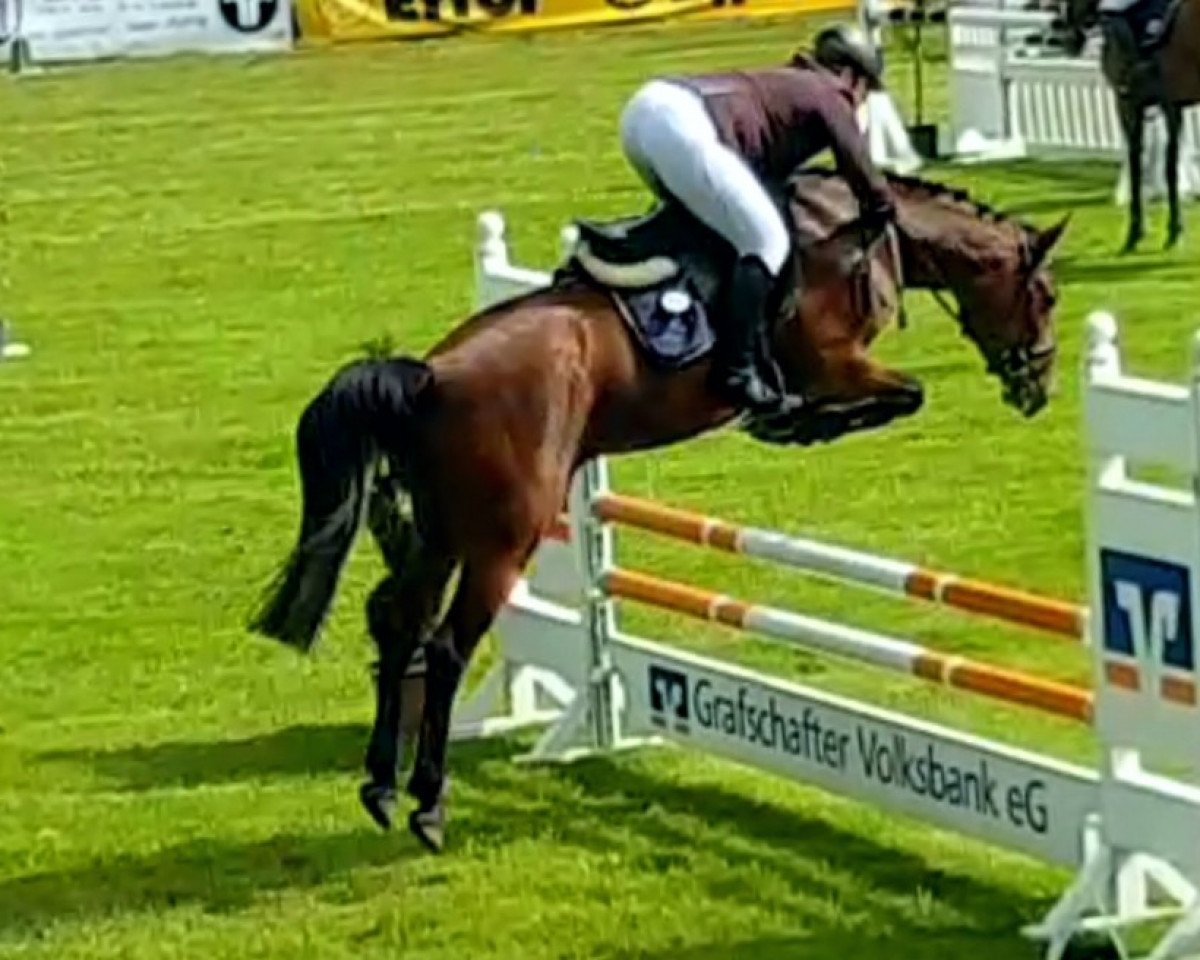 jumper Sir Hardy G (Hanoverian, 2015, from Stanley)