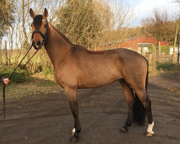 jumper Candyman 151 (Hanoverian, 2013, from Cansendo)