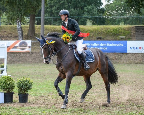 Springpferd Calida CB (Oldenburger Springpferd, 2012, von Calido I)
