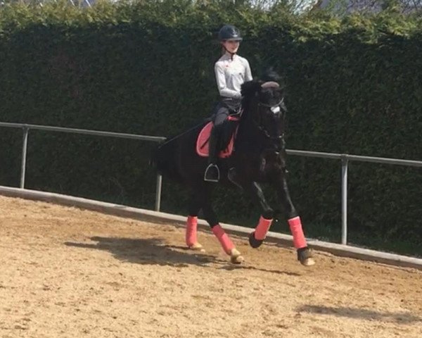 Dressurpferd Nabucco (Deutsches Reitpony, 2015, von Fs Numero Uno)