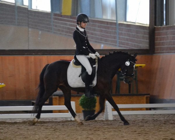 Zuchtstute Mellimara's Mary Lou (New-Forest-Pony, 2002, von Cadillac)