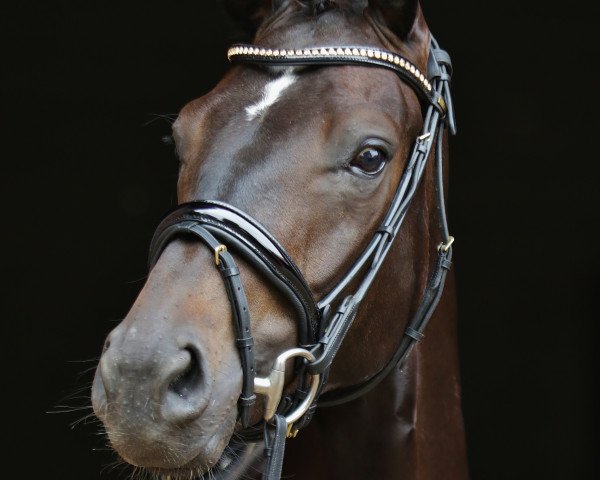 Pferd Sir Samson K (Hannoveraner, 2016, von Sarotti Mocca-Sahne)