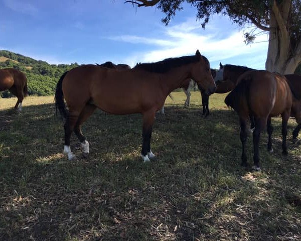 horse N-Bravoura (Belgian Warmblood, 2013, from Baloubet du Rouet)