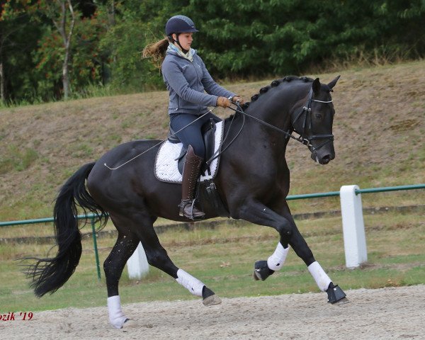 dressage horse Benningtons Diamond (Oldenburg, 2015, from Buenos Dias 6)