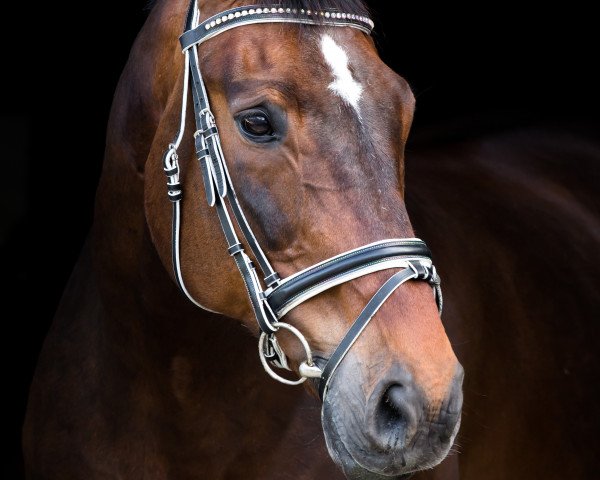 horse Casimir (Hanoverian, 2004, from Countdown)