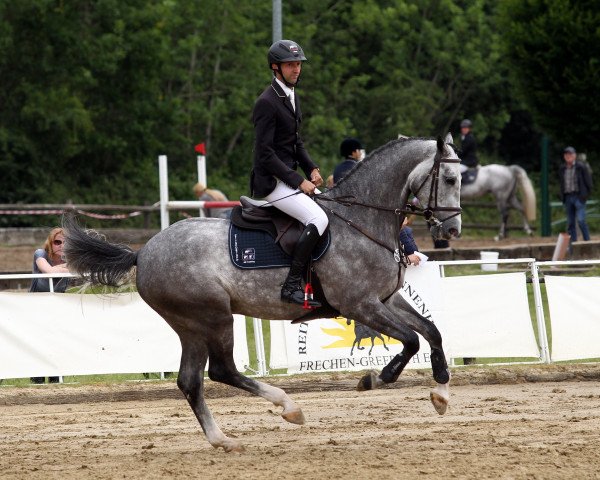 Springpferd Clein Clarimo (Holsteiner, 2014, von Clarimo Ask)