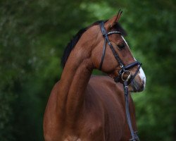 jumper Air Pilot (Westphalian, 2012, from A La Carte NRW)