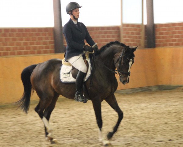 dressage horse Dakota 464 (Westphalian, 2014, from Diacasall)