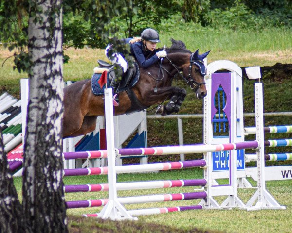 Springpferd Princes van de Wachemshoeve (Belgisches Reitpony, 2011, von Berkzicht Jekilja)