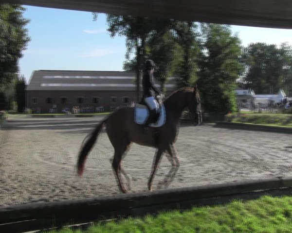 Reitturnier Datteln 2016