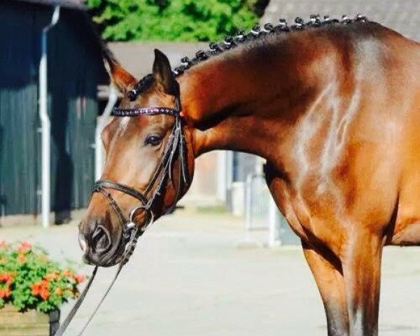 dressage horse Ohne Gleichen 3 (German Riding Pony, 2007, from Okay Big Bambu)