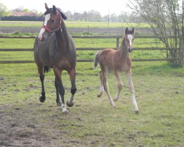 broodmare Cosima 256 (Westphalian, 2010, from Coronas 2)