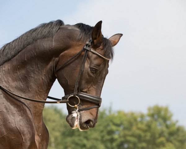 Springpferd Spirit of Sandro Hit (Oldenburger, 2002, von Sandro Hit)