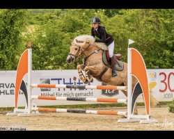 jumper Alejandro vum Hesperschlass (Haflinger, 2011)