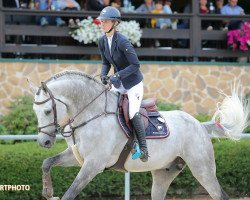 stallion Corbin NT (Holsteiner, 2010, from Cardenio)