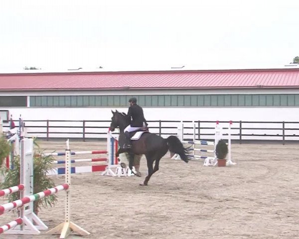 Reitturnier HH-Klein Offenseth/Hell-Stallion-Stud 2016