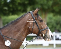 dressage horse Hachico xx (Thoroughbred, 2009, from King's Best xx)