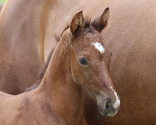 horse HF COLESTUS x PILOT (Westphalian, 2019, from Colestus)