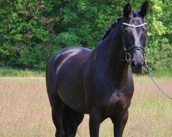 broodmare Sensation 43 (Westphalian, 2014, from Scuderia)