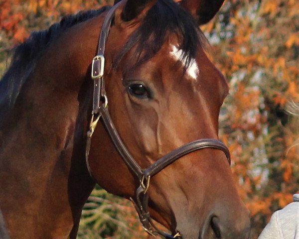 broodmare Majesty Haylee (Hanoverian, 2013, from Métall)