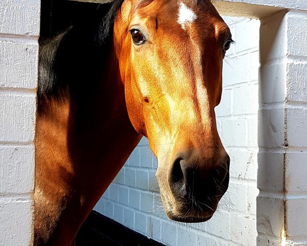 horse Fashion Dream (Hanoverian, 2015, from Fashion Maker)