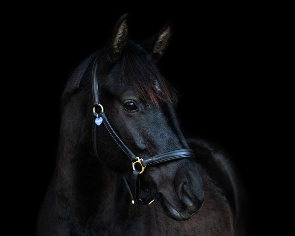 horse Räuberzauber (Trakehner, 2017, from Lossow)