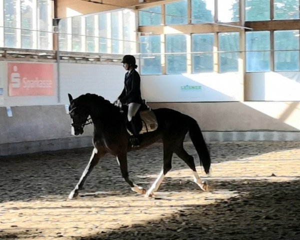 broodmare Pünktchen (Westphalian, 2014, from Pik Labionics)