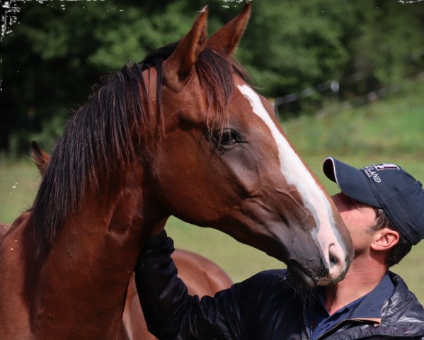 horse Bonicio La Rubin (German Sport Horse, 2017, from Bonds)