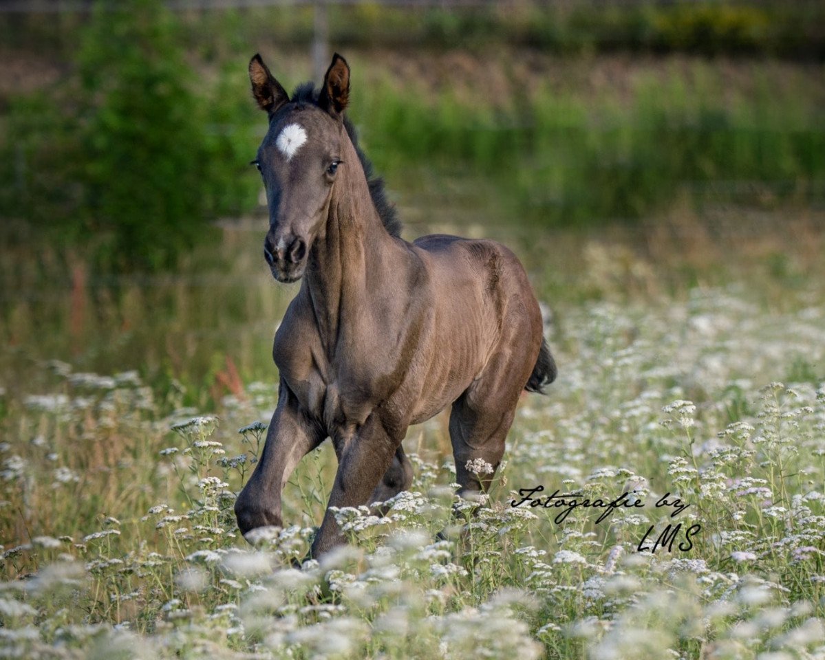 horse Bernaby La Rubin (German Warmblood, 2019, from Bernay)