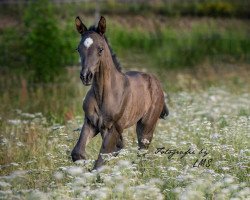 horse Bernaby La Rubin (German Warmblood, 2019, from Bernay)