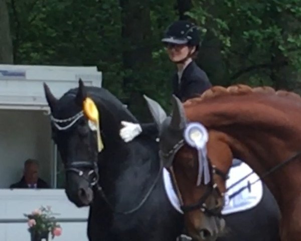 dressage horse Yk Black Power (Arabofriese, 2005, from YK Dark Danilo)