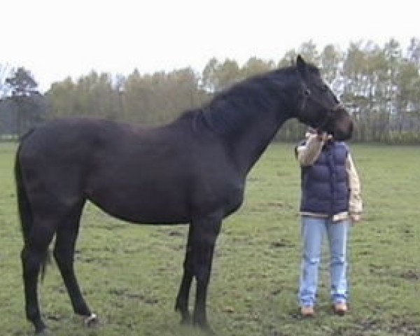 broodmare Silpara xx (Thoroughbred, 1997, from Monsun xx)