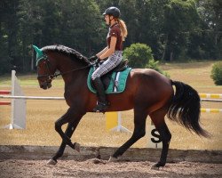 dressage horse Ruvero (German Sport Horse, 2015, from Rivero II)