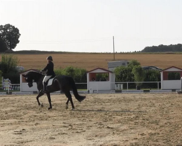 Reitturnier Menden 2016