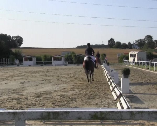 Reitturnier Menden 2016