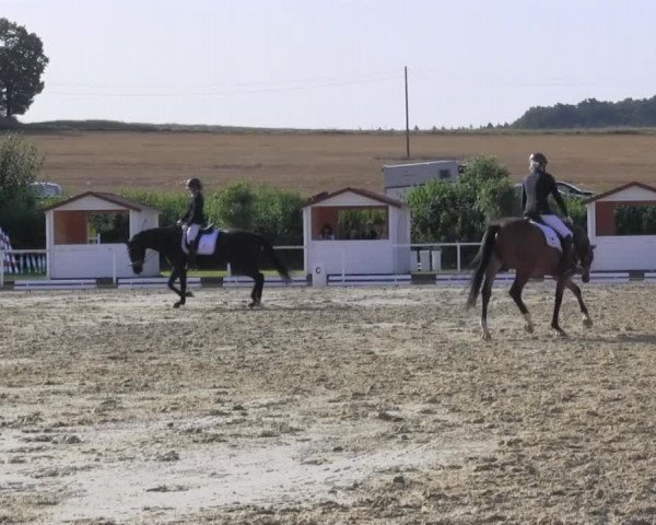 Reitturnier Menden 2016