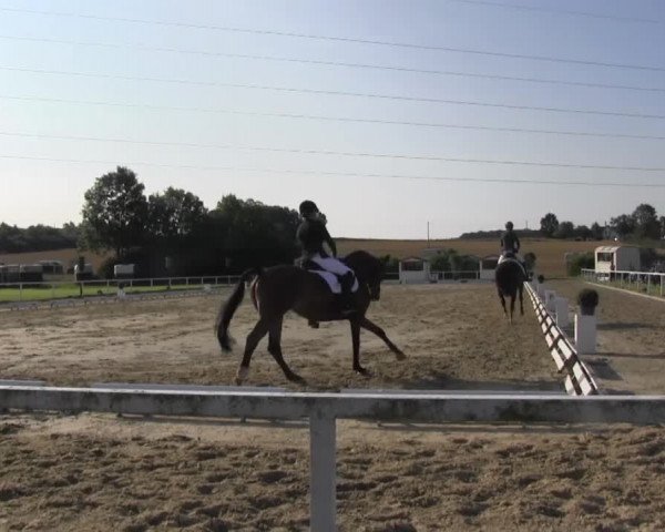 Reitturnier Menden 2016