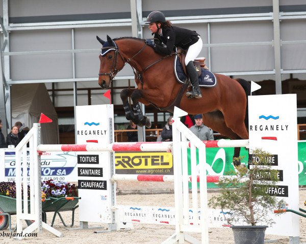 Springpferd Vigo des Brieres (Selle Français, 2009, von L'Arc de Triomphe) Springpferd Vigo des Brieres (Selle Français, 2009, von L'Arc de Triomphe)