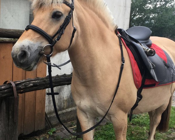horse Fenja (Fjord Horse, 2006)