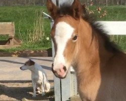 Zuchtstute Gentel Queen (Deutsches Reitpony, 2019, von Golden Clooney)