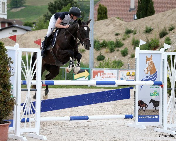 jumper Riana du Courtils CH (Swiss Warmblood, 2012, from JPC Rexito Z)