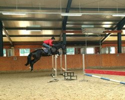jumper Billy Jean Jb (Westphalian, 2015, from Bellini Royal)