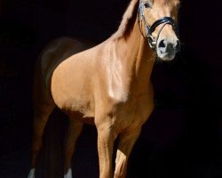 Pferd First Dance SO (Westfale, 2016, von First Selection)