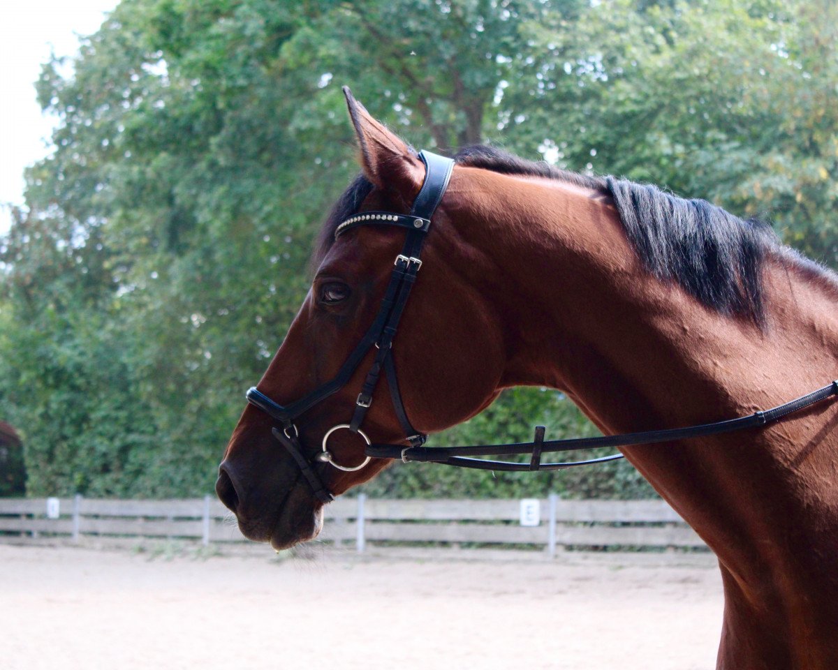 horse Anno Felix MM (Bavarian, 2000, from Asti Spumante 7)