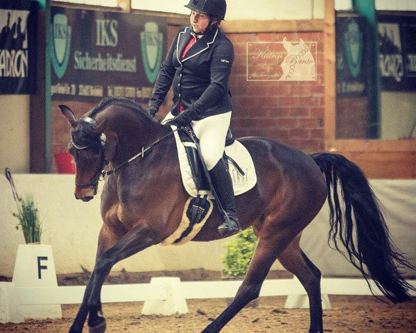horse Sunrise IP (Westphalian, 2012, from Son of Cologne)